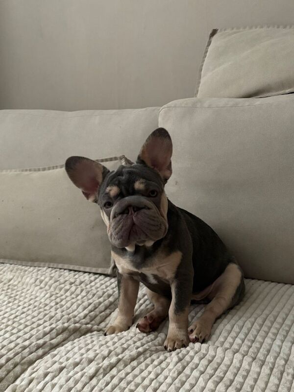 7 month old frenchie puppy - Image 6 of 6
