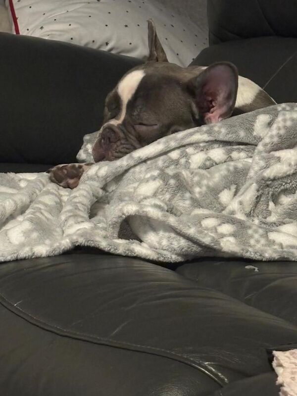 French Bulldog puppies for sale in Coventry, West Midlands – KC registered, 7 months old