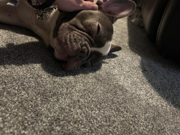 French Bulldog puppies for sale in Coventry, West Midlands – KC registered, 7 months old - Image 2 of 4