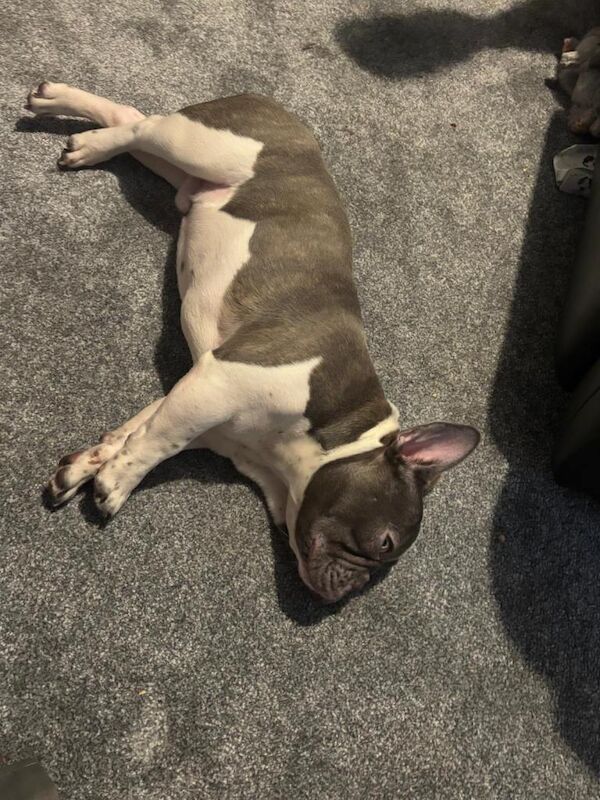 French Bulldog puppies for sale in Coventry, West Midlands – KC registered, 7 months old - Image 3 of 4