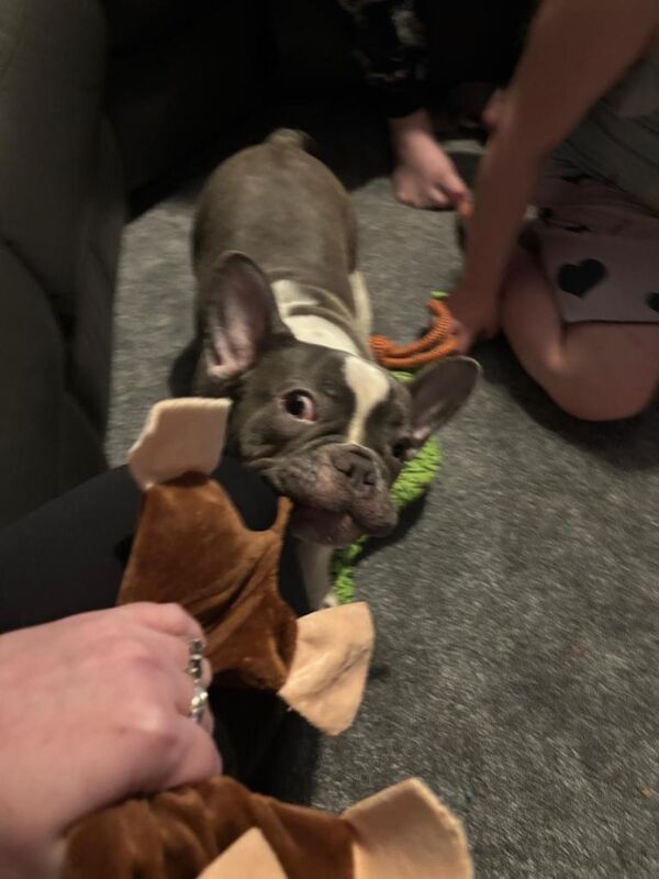 French Bulldog puppies for sale in Coventry, West Midlands – KC registered, 7 months old - Image 4 of 4