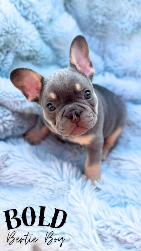 7 pure-bred Lilac and Chocolate Puppies