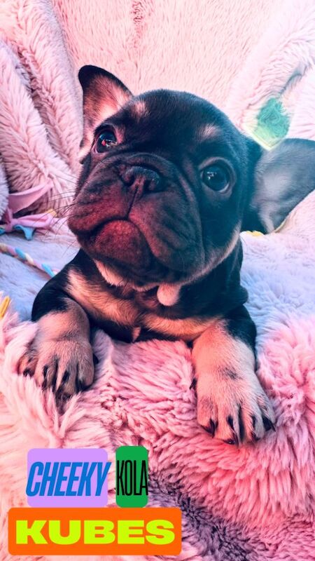 7 KC registered Lilac and Chocolate Puppies - Image 7 of 14