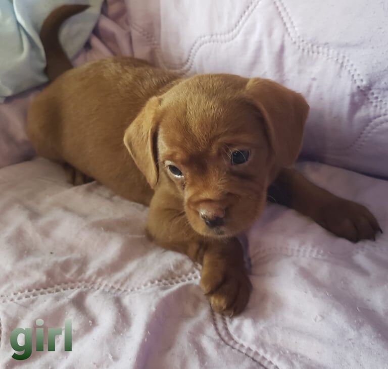 French Bulldog puppies for sale in Newtownabbey, County Antrim – 7 weeks old