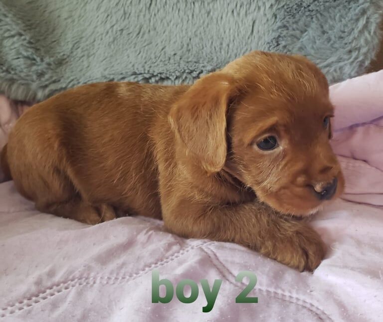 French Bulldog puppies for sale in Newtownabbey, County Antrim – 7 weeks old - Image 2 of 3
