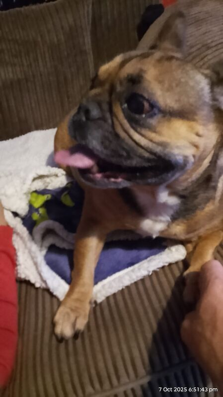 7 year old female french bulldog - Image 2 of 8