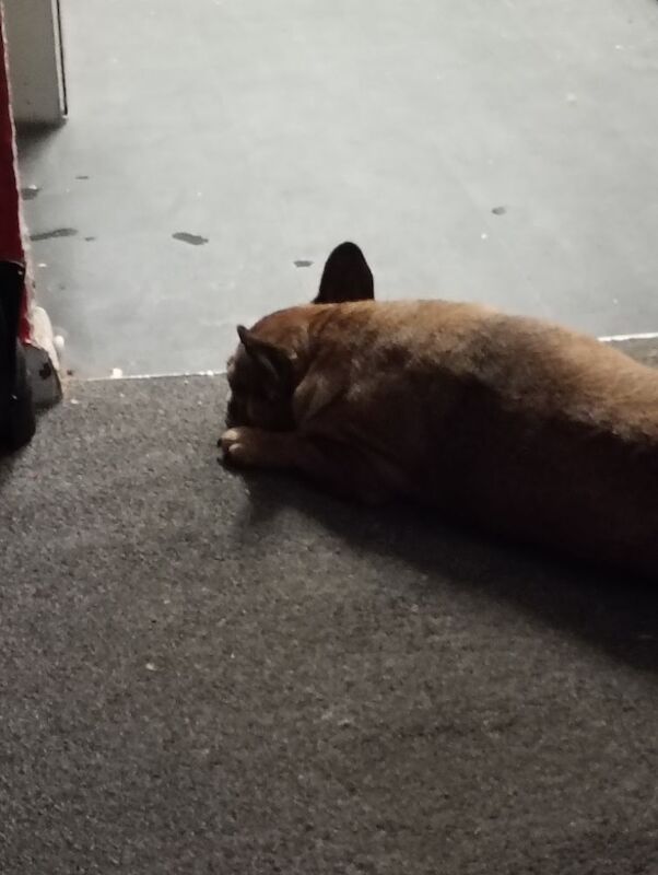 7 year old female french bulldog - Image 3 of 8