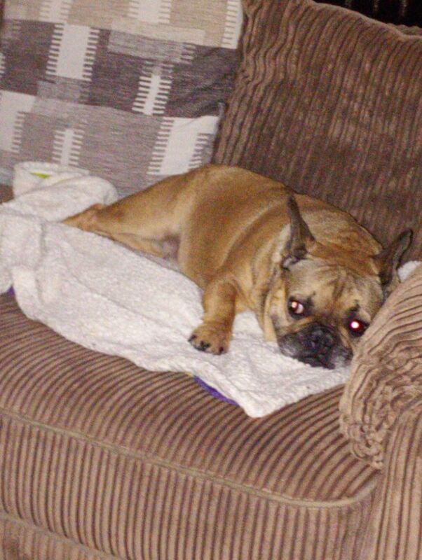 7 year old female french bulldog - Image 5 of 8