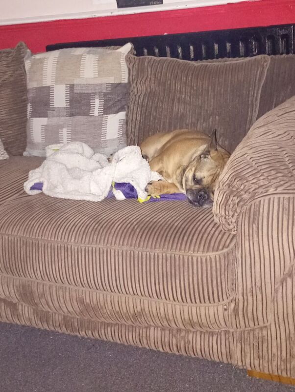 7 year old female french bulldog - Image 6 of 8