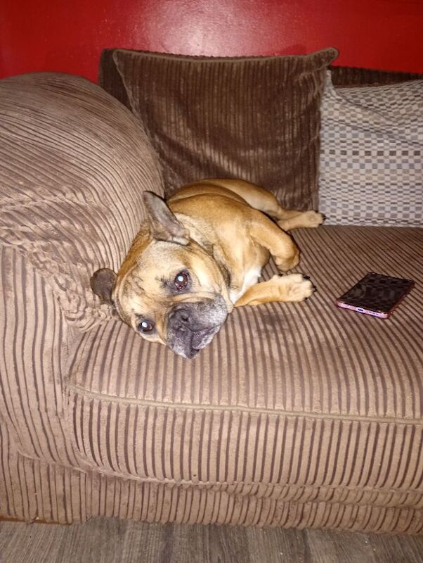7 year old female french bulldog - Image 7 of 8