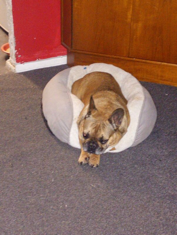 7 year old female french bulldog - Image 8 of 8