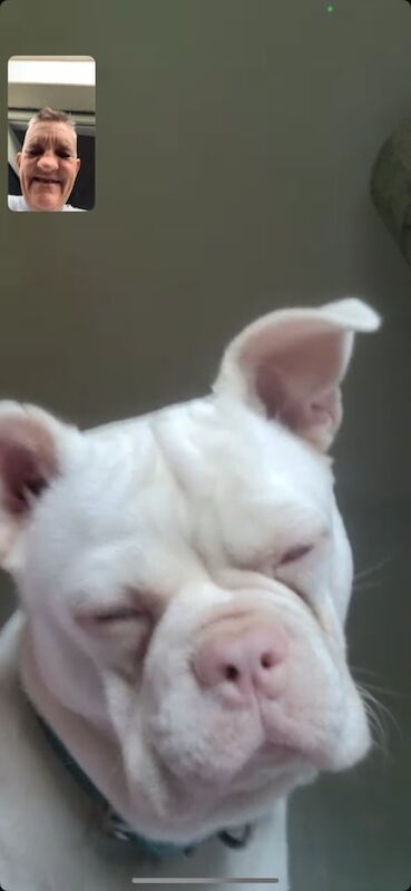 7month old French bulldog for sale in Poole, Dorset