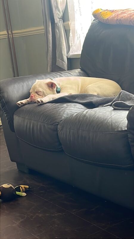 7month old French bulldog for sale in Poole, Dorset | Image 3