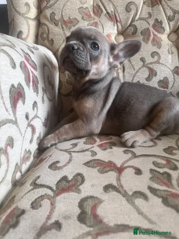 7x Stunning French Bulldog Puppies for sale in Shipley, West Yorkshire