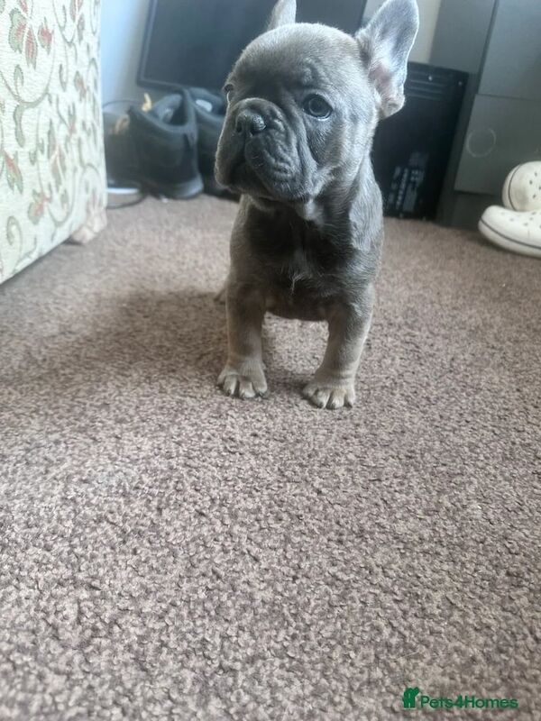 7x Stunning French Bulldog Puppies for sale in Shipley, West Yorkshire | Image 2