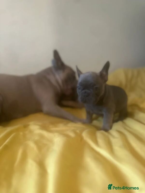 7x Stunning French Bulldog Puppies for sale in Shipley, West Yorkshire | Image 3