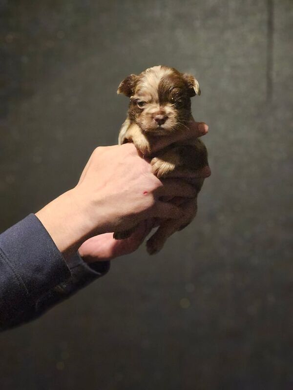 8 beautiful fluffy frenchies - Image 2 of 4