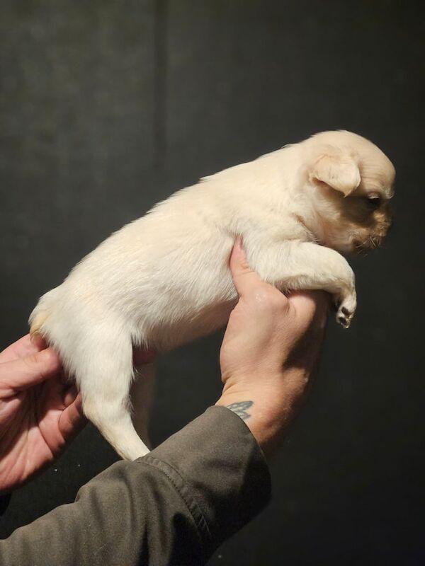 8 beautiful fluffy frenchies - Image 3 of 4