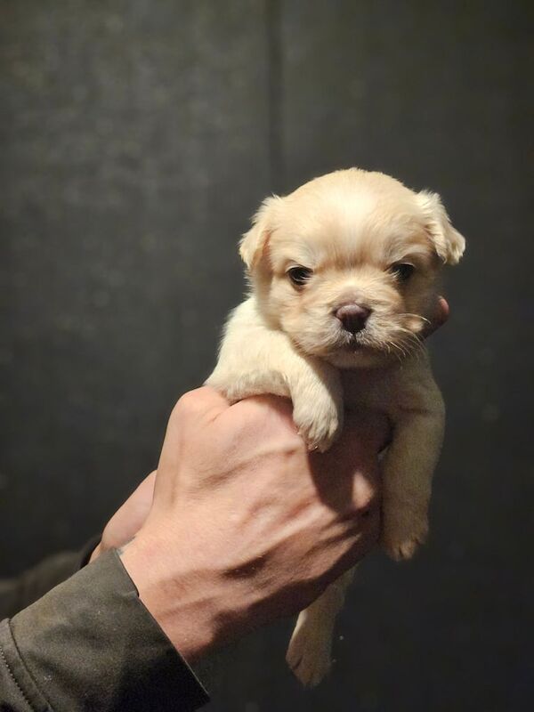 8 beautiful fluffy frenchies - Image 4 of 4