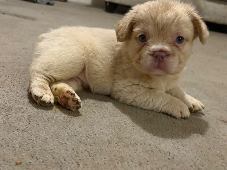 French Bulldog puppies for sale in Dalkeith, Midlothian – KC registered, 8 weeks old