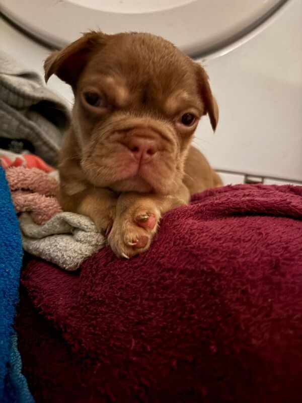 French Bulldog puppies for sale in Dalkeith, Midlothian – KC registered, 8 weeks old - Image 2 of 4