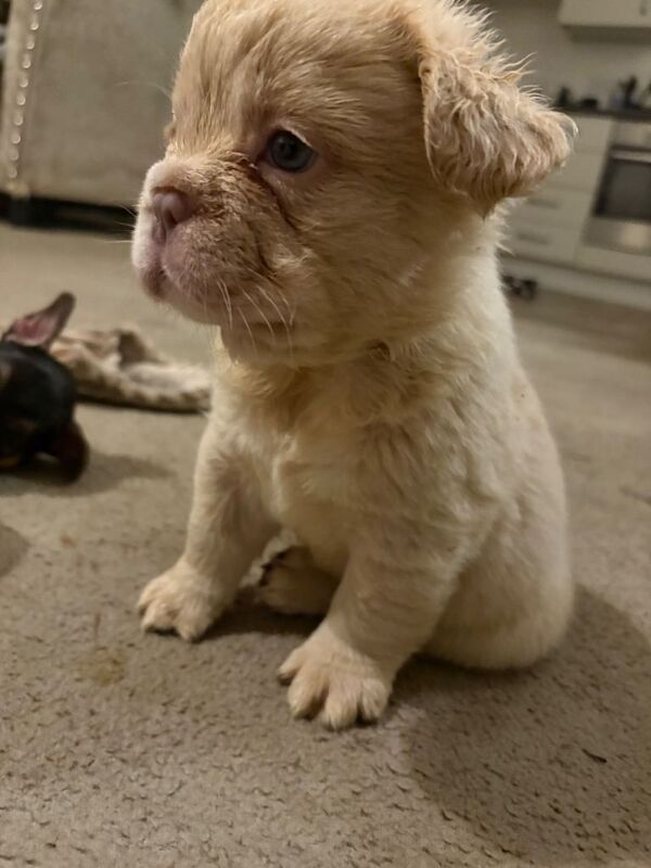 French Bulldog puppies for sale in Dalkeith, Midlothian – KC registered, 8 weeks old - Image 3 of 4