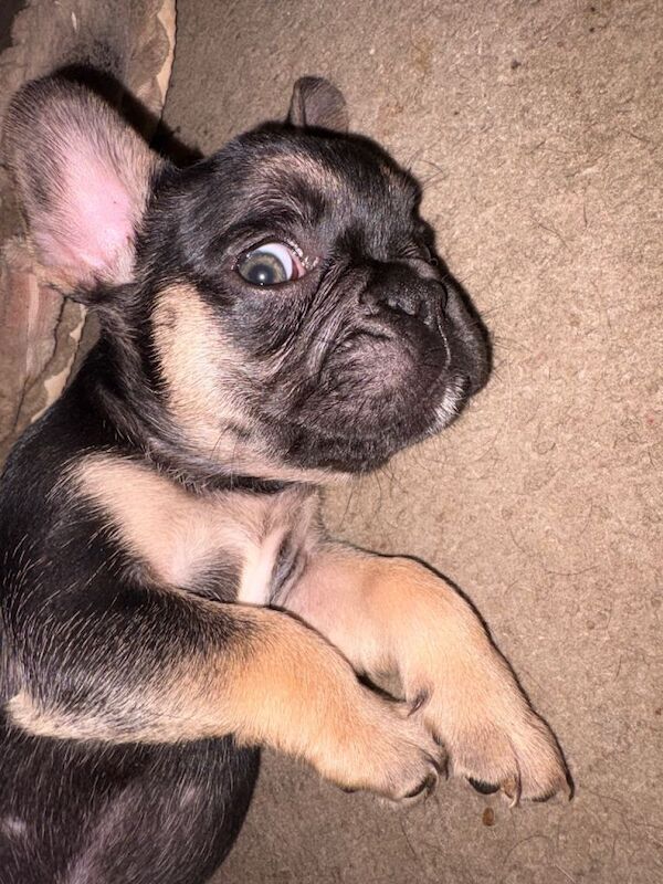 French Bulldog puppies for sale in Dalkeith, Midlothian – KC registered, 8 weeks old - Image 4 of 4