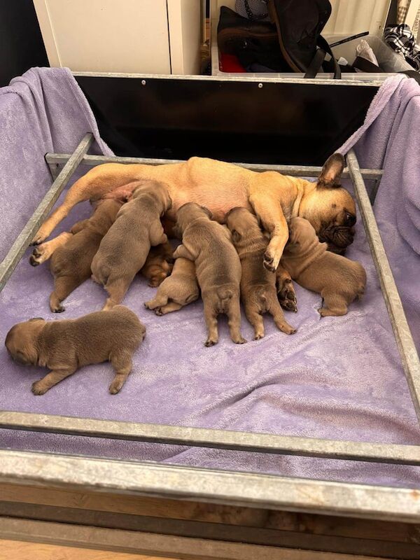 French Bulldog puppies for sale in Dunmurry, County Antrim – KC registered, 3 weeks old