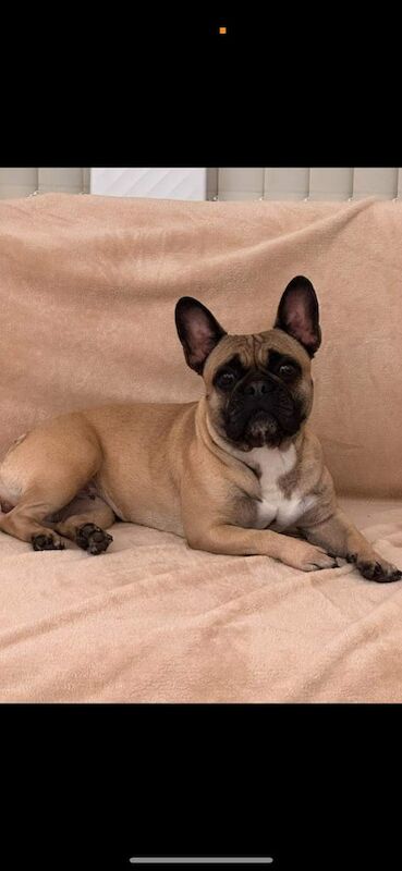 French Bulldog puppies for sale in Dunmurry, County Antrim – KC registered, 3 weeks old - Image 2 of 3
