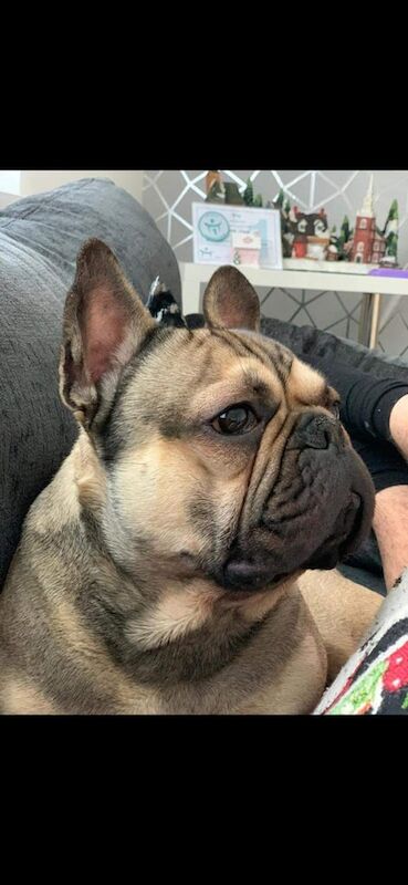 French Bulldog puppies for sale in Dunmurry, County Antrim – KC registered, 3 weeks old - Image 3 of 3