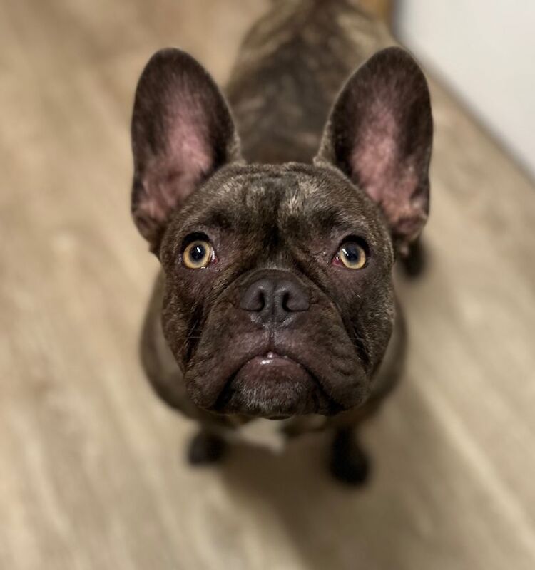 French Bulldog Puppies For Sale Under £1,000