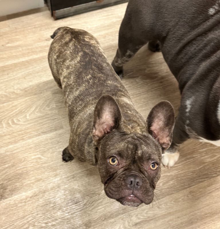 8 month French bulldog female - Image 2 of 5