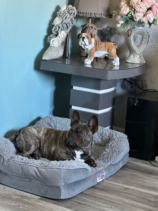 8 month French bulldog female - Image 3 of 5
