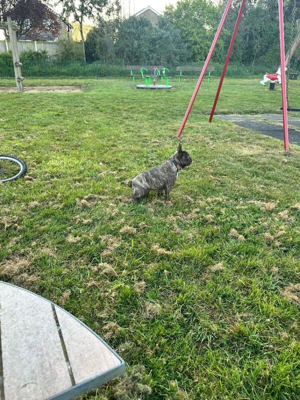 8 month French bulldog female - Image 4 of 5