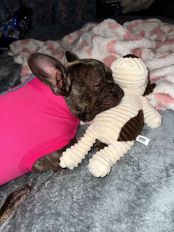 8 month French bulldog female - Image 5 of 5