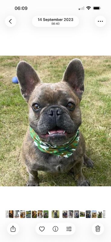 8 Year old male French Bulldog in need of rehoming