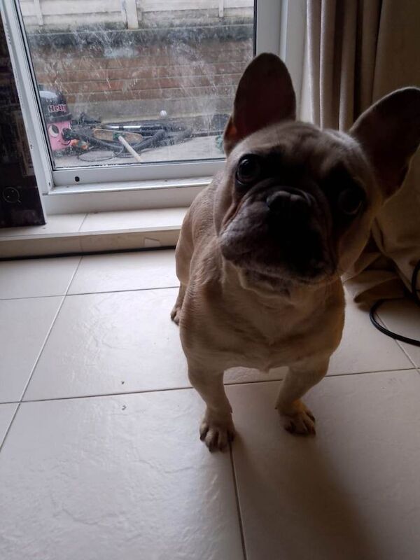 French Bulldog puppies for sale in Ipswich, Suffolk – 8 months old - Image 2 of 3