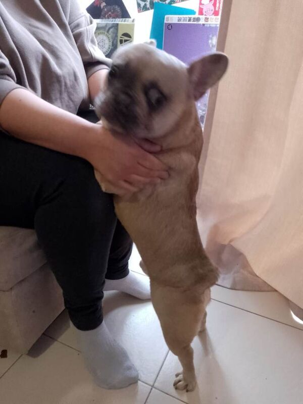 French Bulldog puppies for sale in Ipswich, Suffolk – 8 months old - Image 3 of 3
