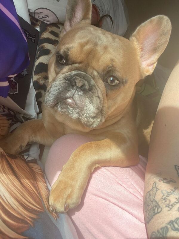 9 month old frenchie