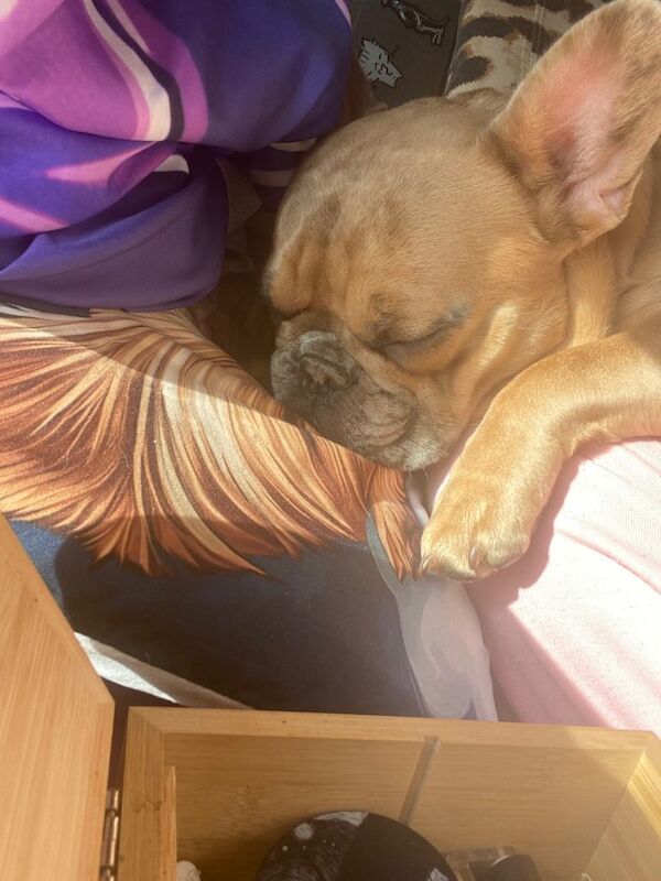 9 month old frenchie - Image 2 of 5