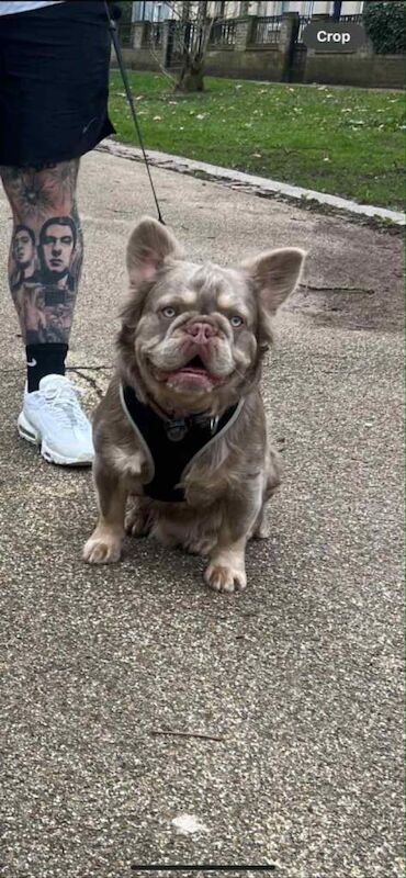 9 month old frenchie - Image 3 of 5