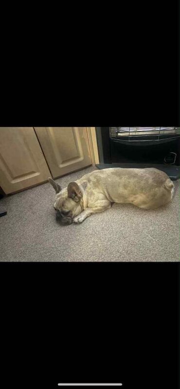 9 month old frenchie - Image 4 of 5