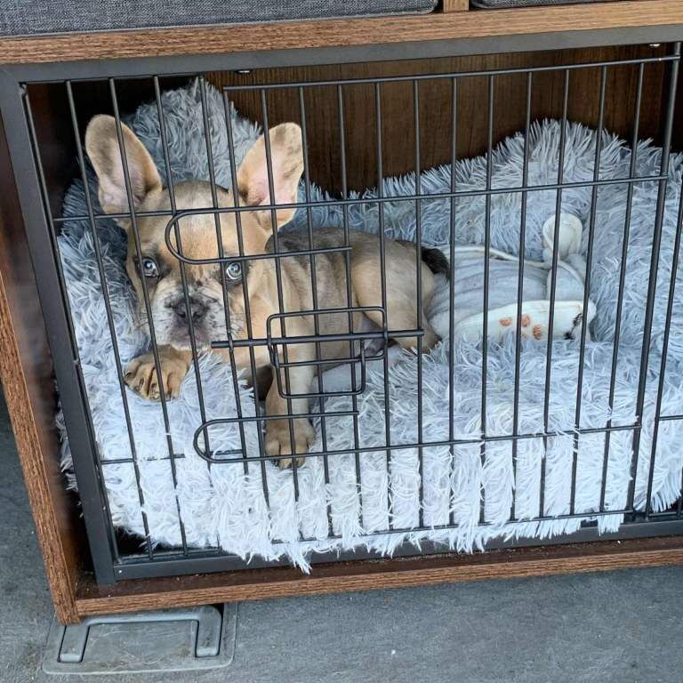 9 month old frenchie - Image 5 of 5