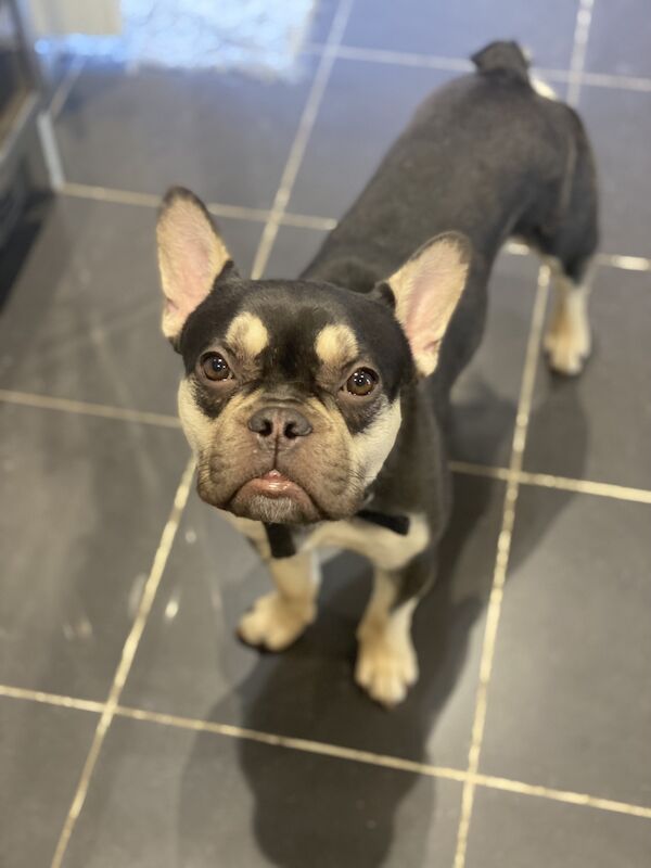 French Bulldog puppies for sale in Great Barr, West Midlands – KC registered, 2 years old
