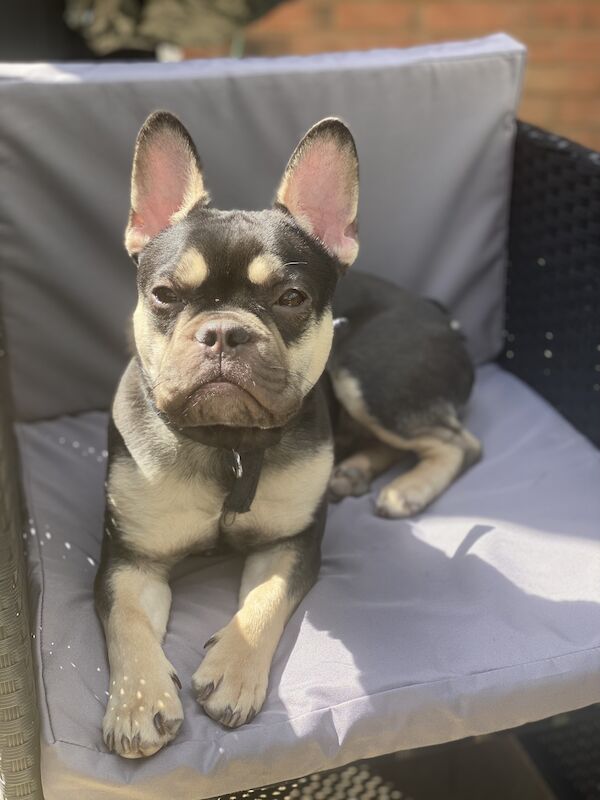 9 month old male for sale in Great Barr, West Midlands | Image 2