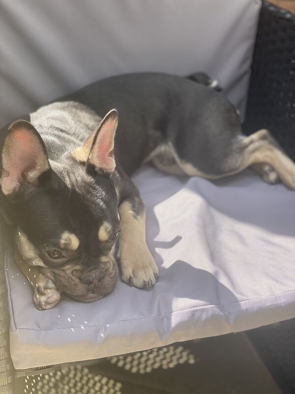 9 month old male for sale in Great Barr, West Midlands | Image 3