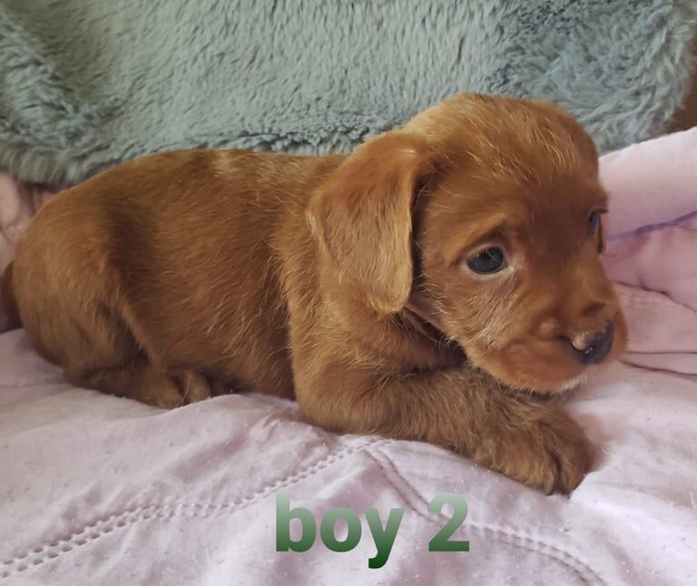 French Bulldog puppies for sale in Newtownabbey, County Antrim – 9 weeks old