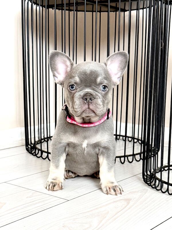 9 week old frenchie for sale girl