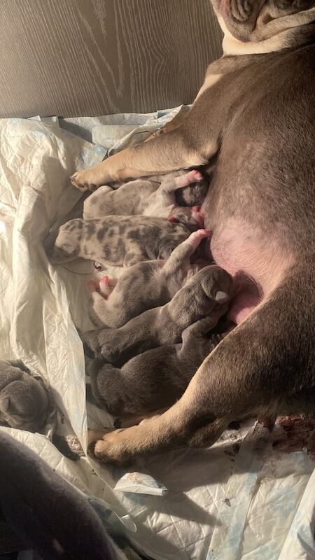 French Bulldog puppies for sale in Radcliffe, Greater Manchester – 1 week old
