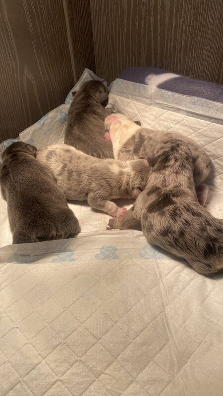 French Bulldog puppies for sale in Radcliffe, Greater Manchester – 1 week old - Image 2 of 3